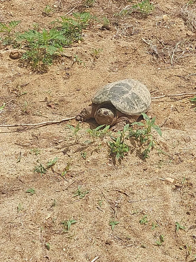 A common snapping turtle crawling across dry, sandy ground among scattered green weeds.